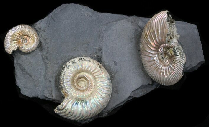 Iridescent Ammonite Fossils Mounted In Shale - x #38223